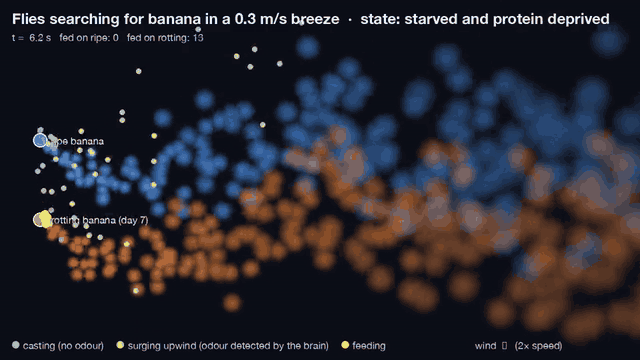 Simulated fruit flies casting and surging through two turbulent odour plumes toward a ripe and a rotting banana